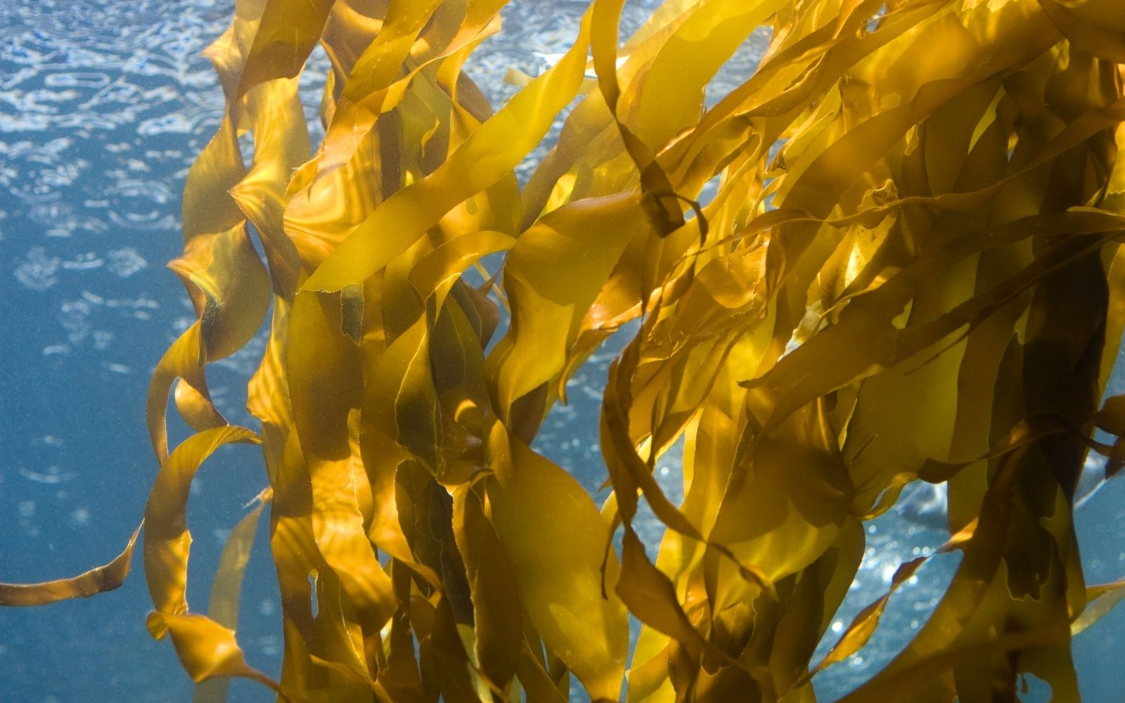 Kelp