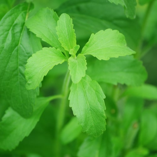 Stevia Leaf