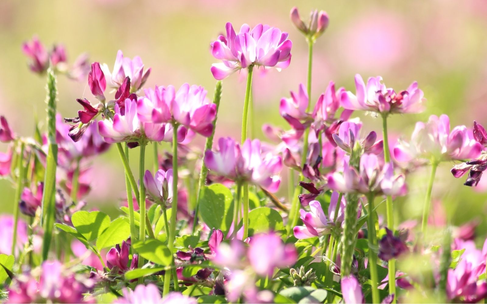 Astragalus