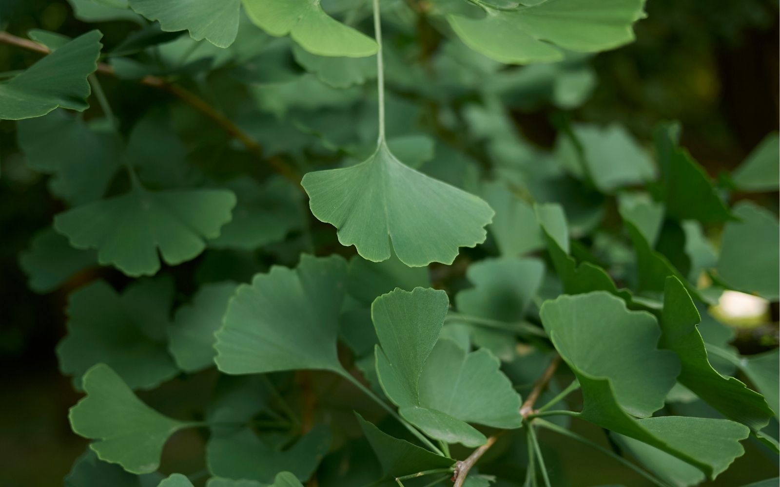 Ginkgo biloba