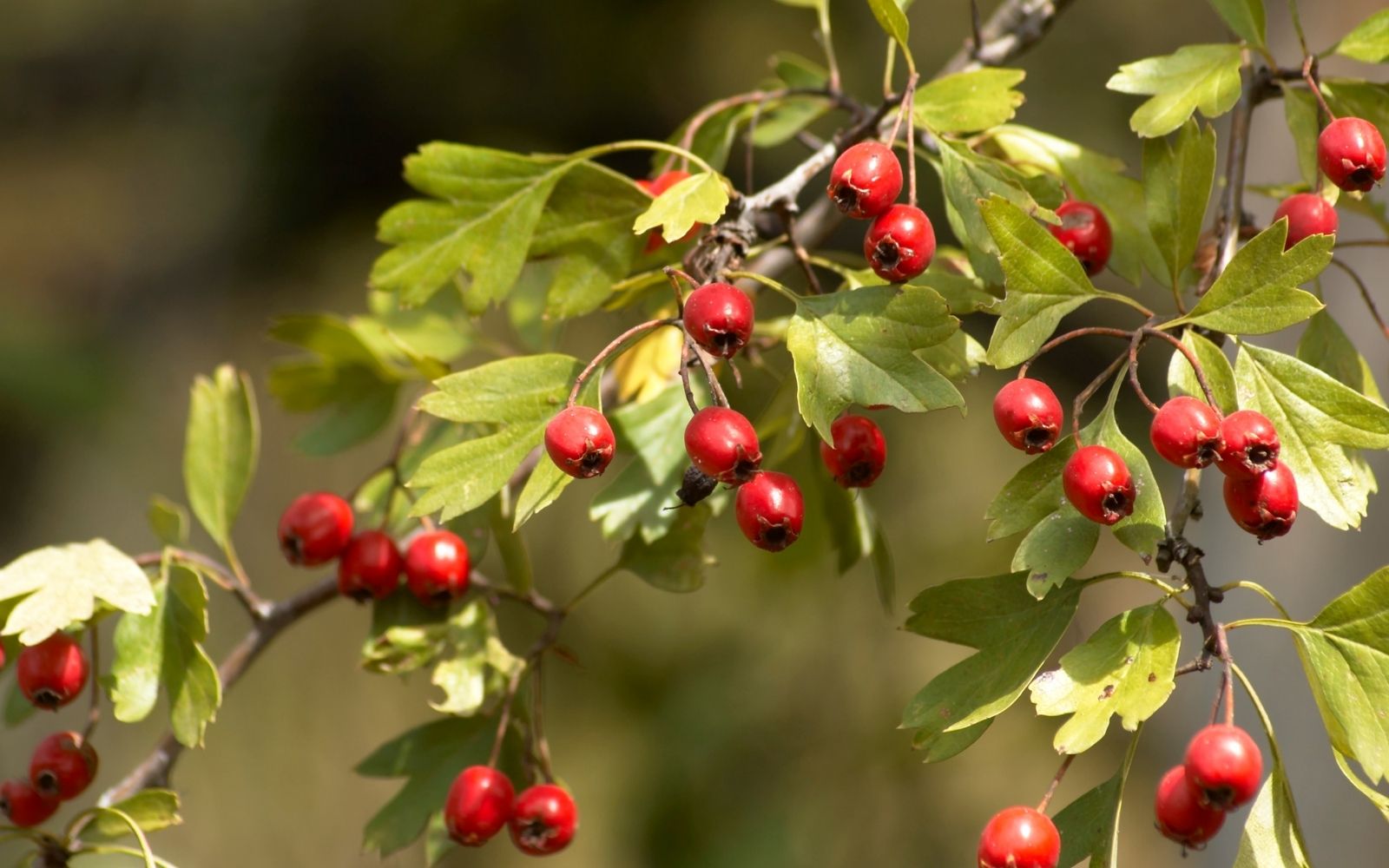 Hawthorn