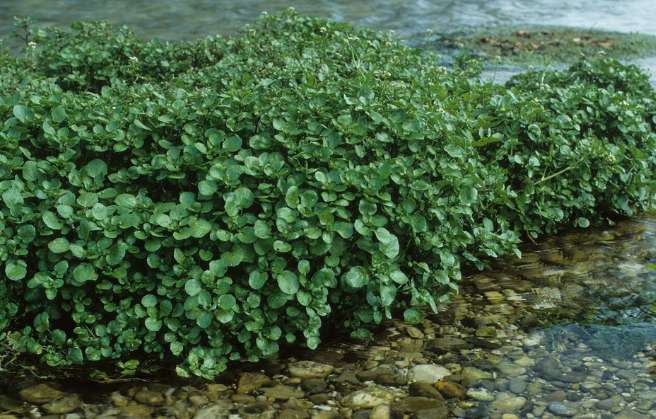 Watercress