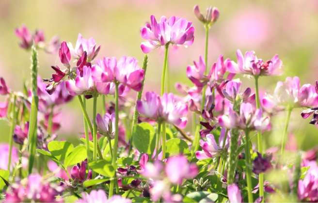 Astragalus