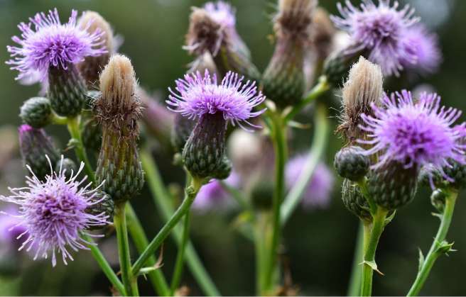 Milk Thistle