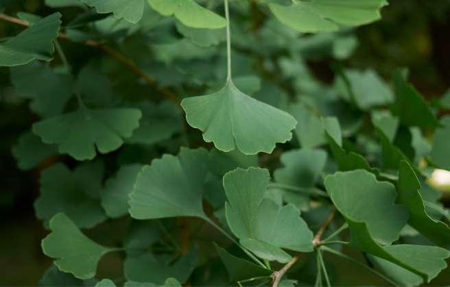 Ginkgo biloba