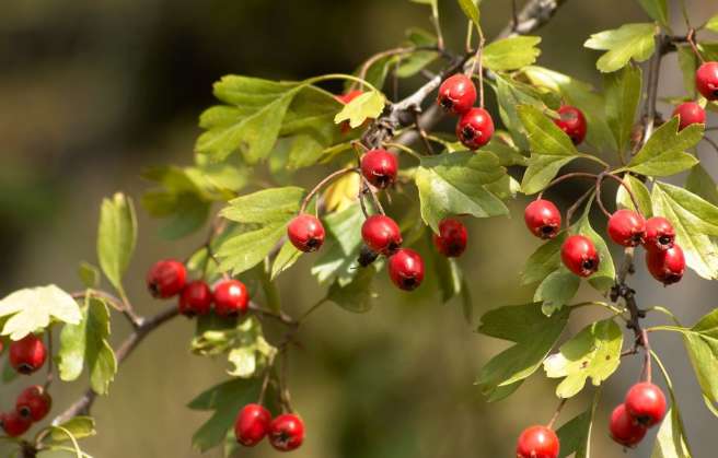 Hawthorn