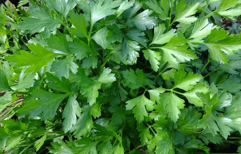 parsley