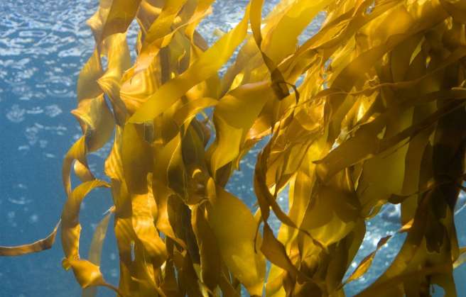 Kelp